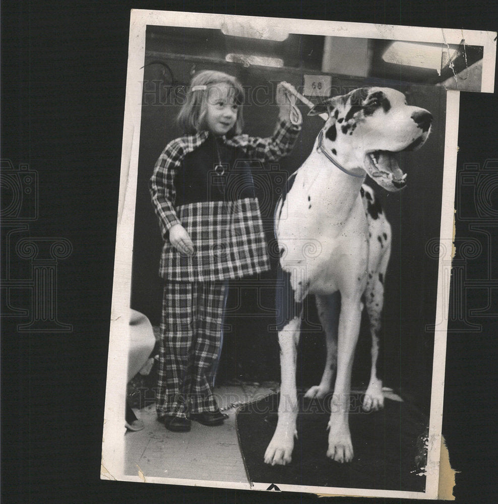 1971 Press Photo Jo-El Spader Great Dane Dog Show - Historic Images
