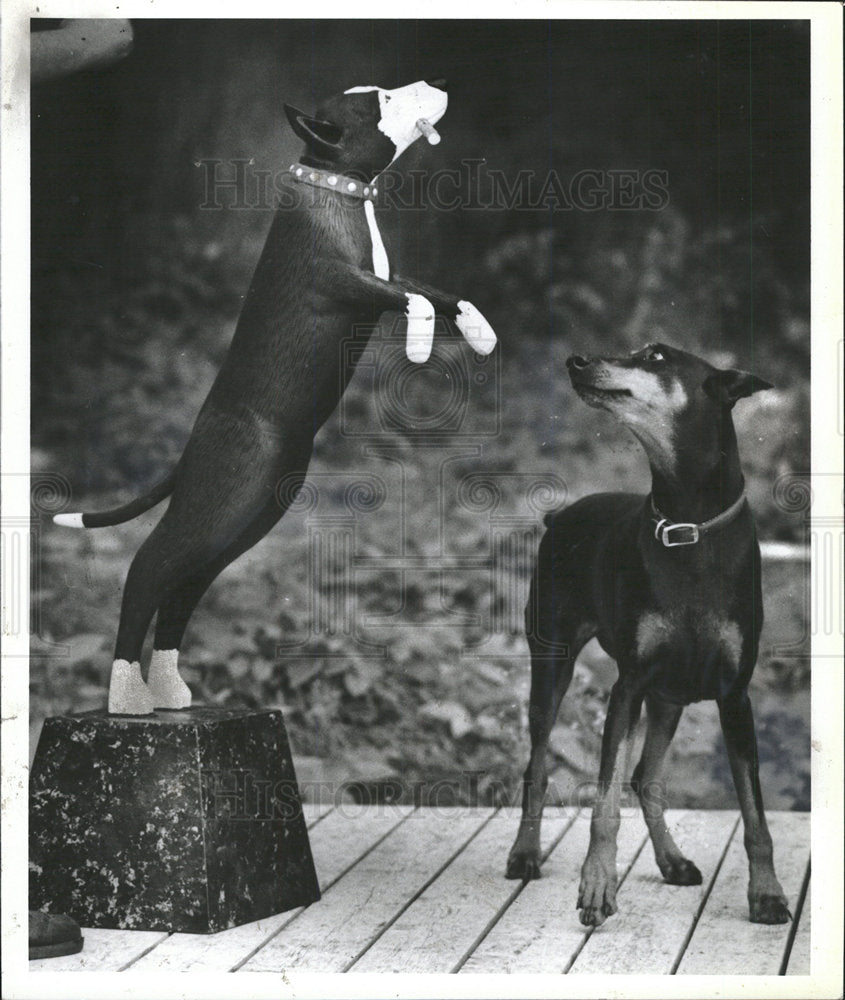 1988 Press Photo Huneck Doberman Shirley Dog Catch Work - Historic Images