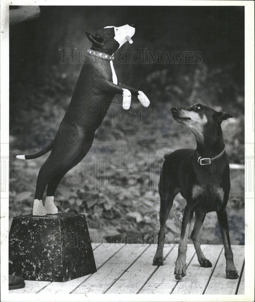1988 Press Photo Huneck Doberman Shirley Dog Catch Work - Historic Images