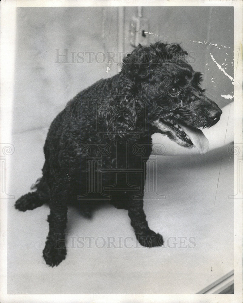 1975 Press Photo Press Photo a dog. - Historic Images