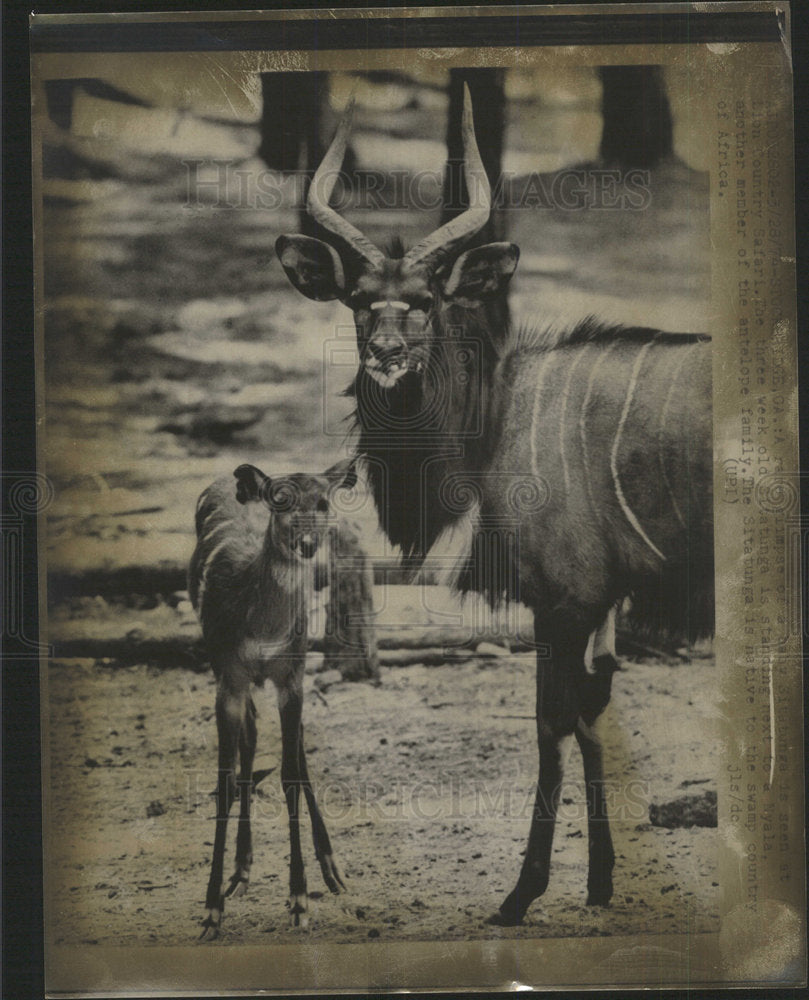 Press Photo baby Sitataunga Lion country Safari Neala - Historic Images