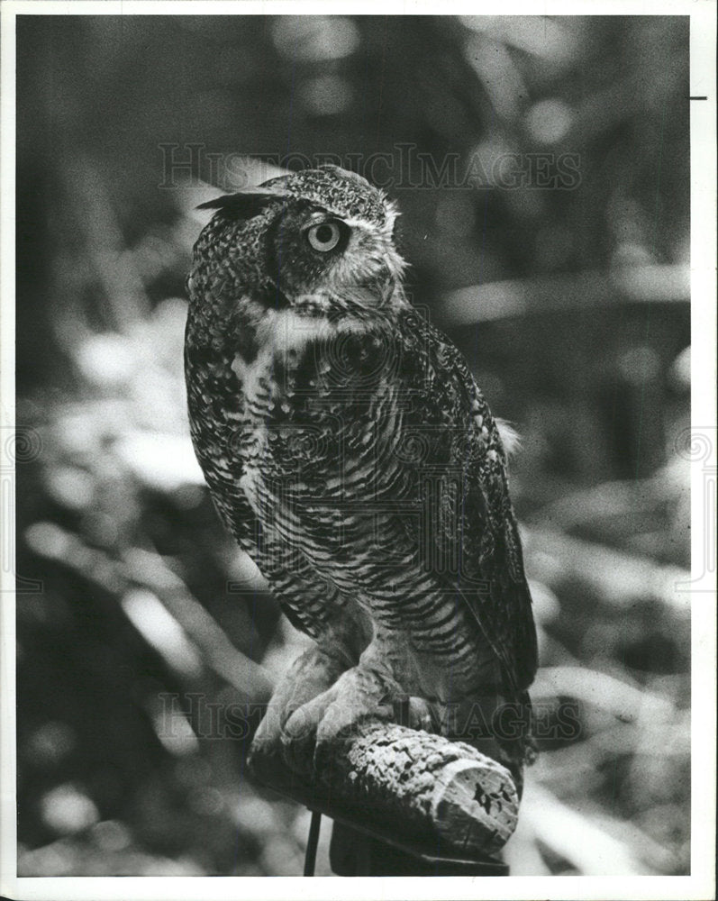 1988 Press Photo BOYD HILL NATURE PARK - Historic Images