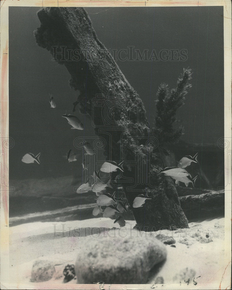 1964 Press Photo John Pennekamp Coral Reef Park - Historic Images