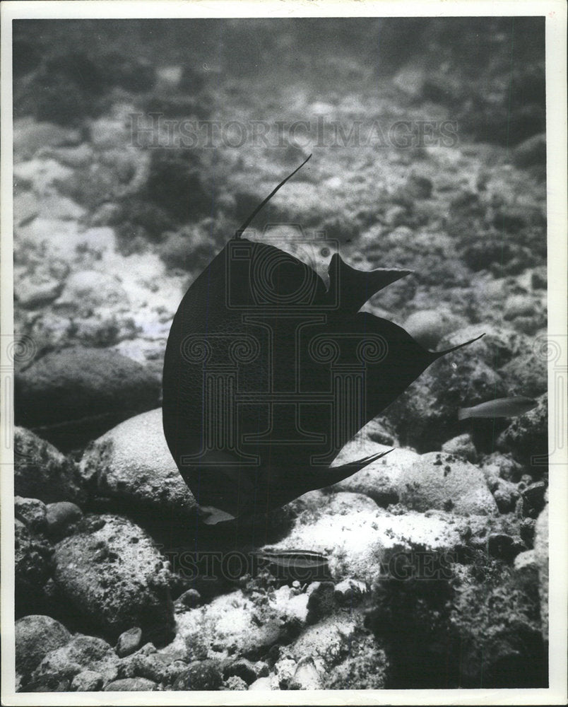 1964 Press Photo black angelfish Pennekamp Coral Reef - Historic Images