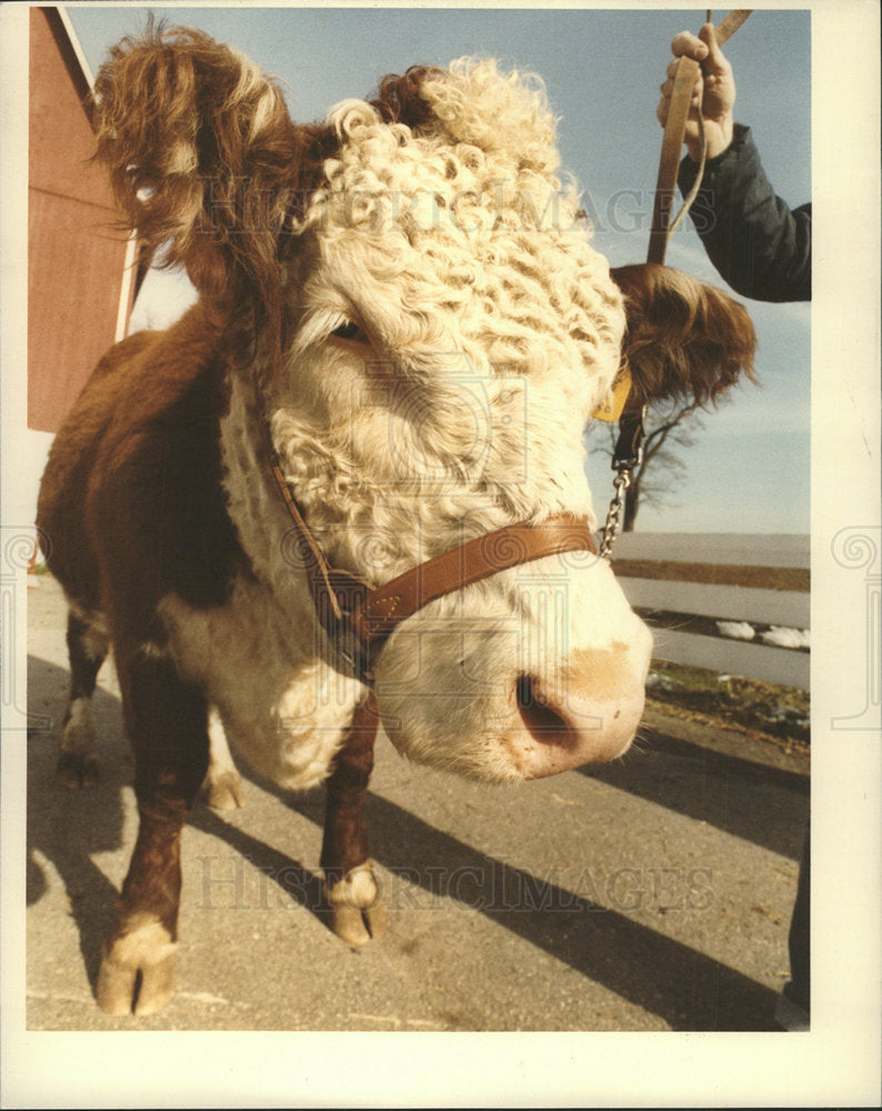 1984 Press Photo Cattle-Bull - Historic Images