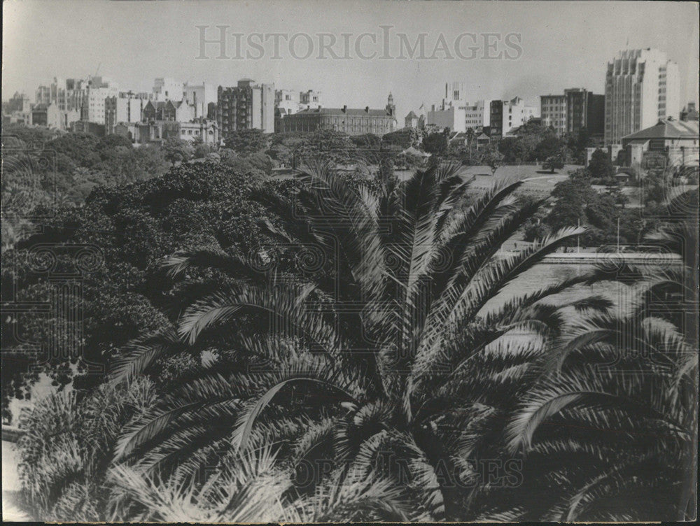 Press Photo Palm Tree - Historic Images