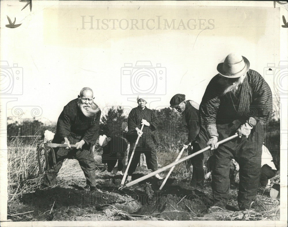 1941 Press Photo Old Japanese Raise Vegetables For Army - Historic Images