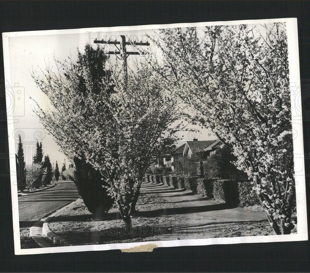 1942 Press Photo Australia'a Capital Canberra - Historic Images