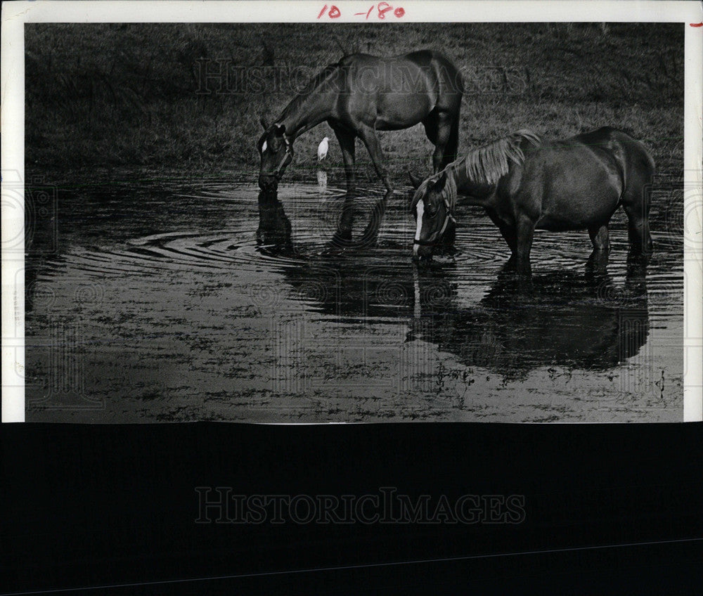 1983 Press Photo Lake Lindsey Two Graze Laze Indian - Historic Images