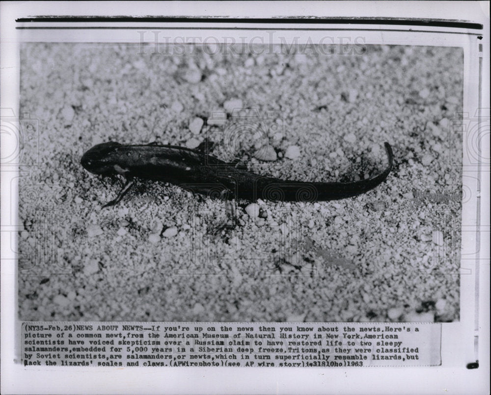 1963 Press Photo picture common newt - Historic Images