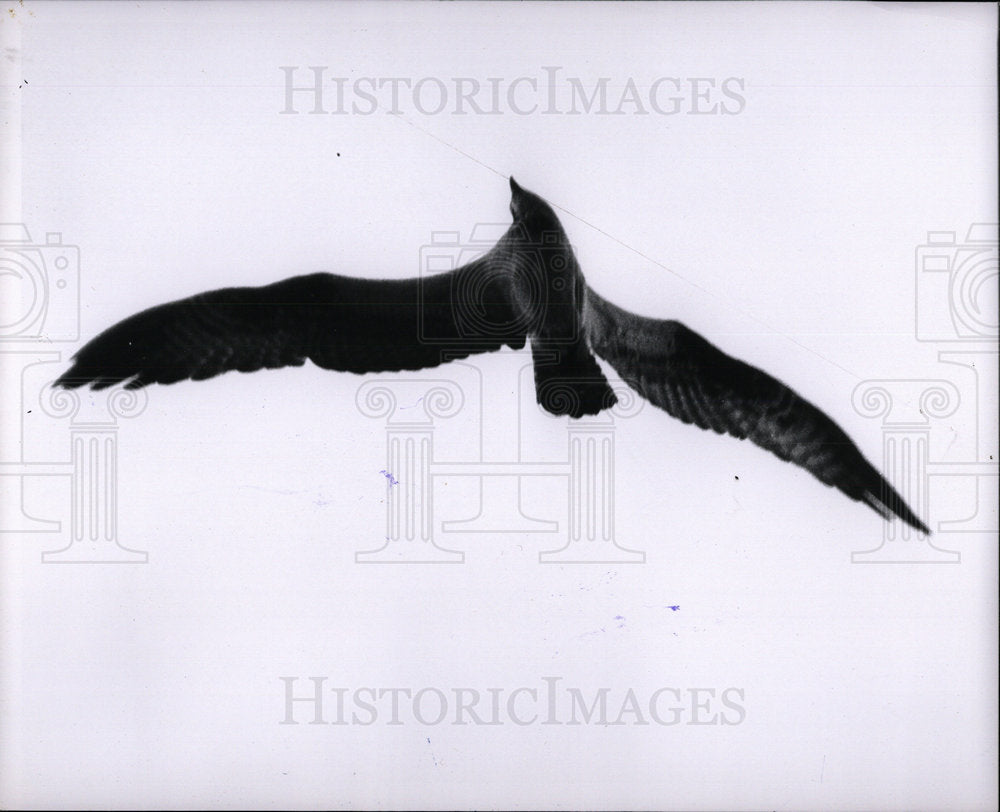 1964 Press Photo mother osprey circles nest Michigan - Historic Images