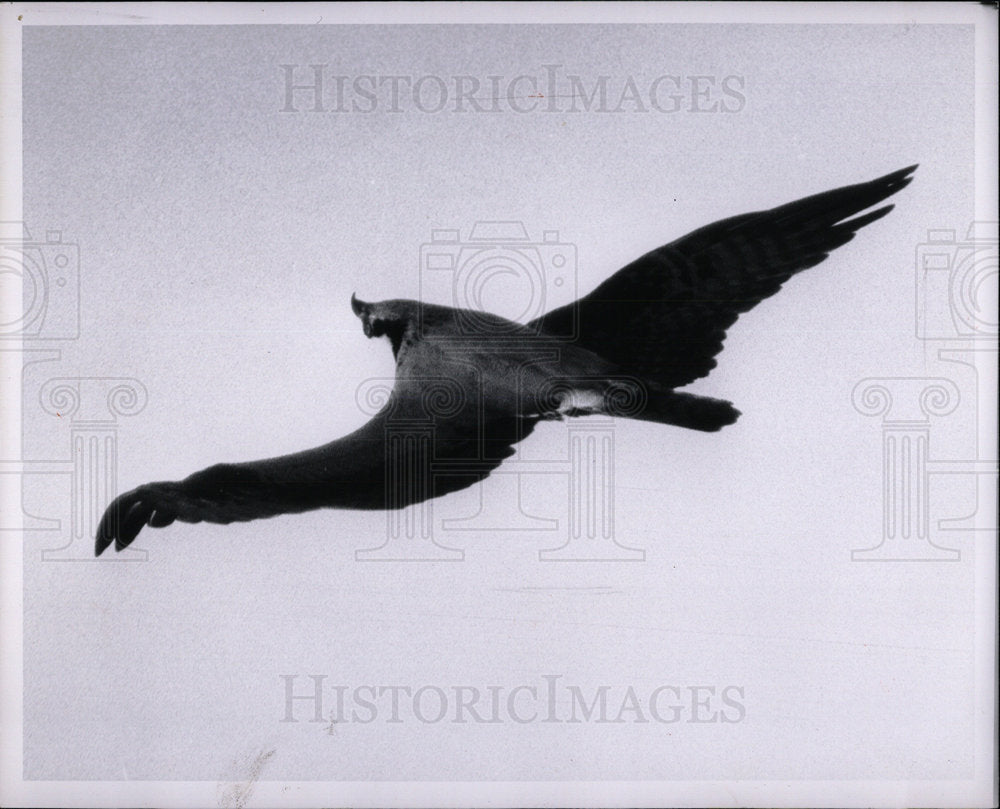 1964 Press Photo mother osprey circles nest Michigan - Historic Images