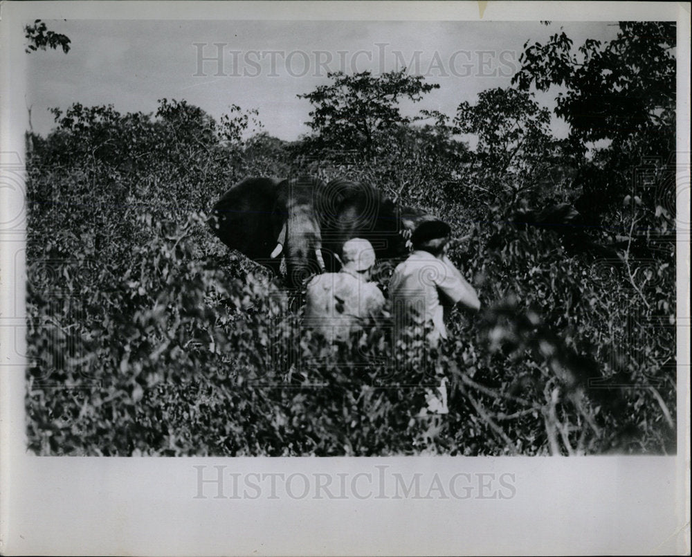 1999 Press Photo elephant Africa - Historic Images