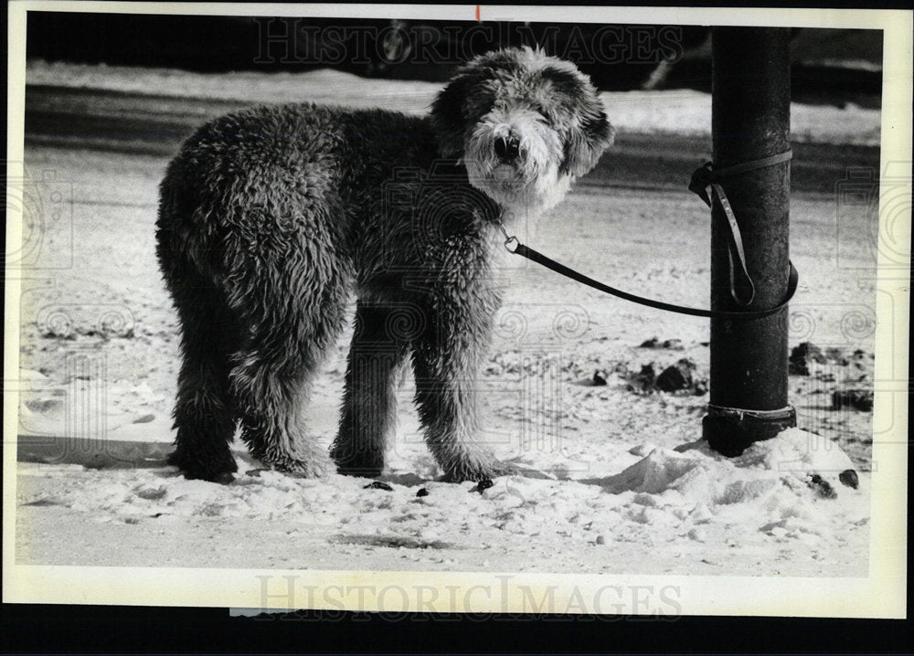 1982 Press Photo A Tethered Dog Out In The Cold - Historic Images