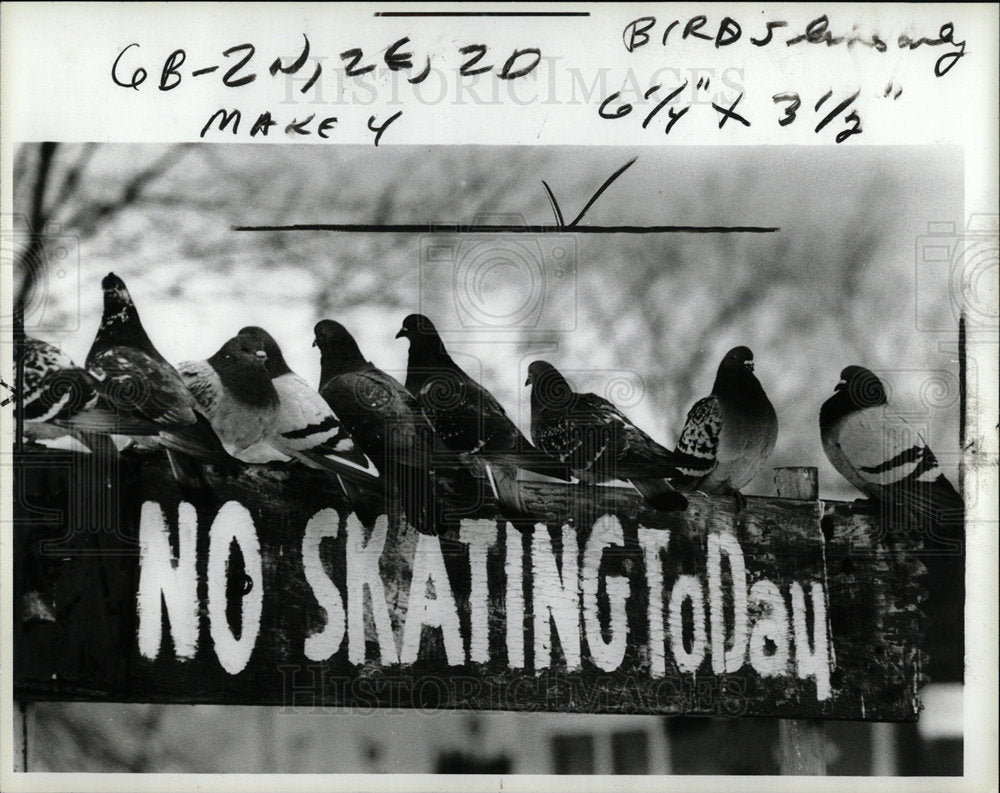 1985 Press Photo Birds Palmer Park Detroit Michigan - Historic Images