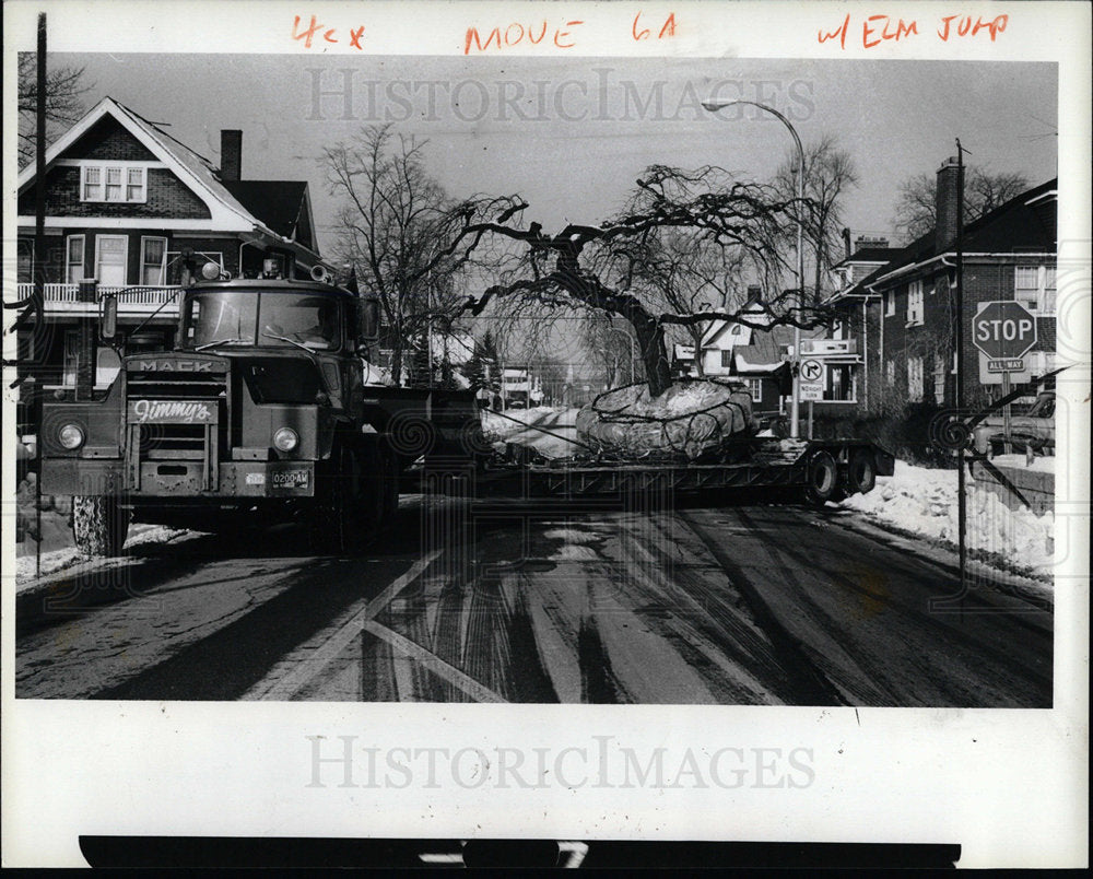 1981 Press Photo Elm Tree Detroit Institiute Art View  - Historic Images