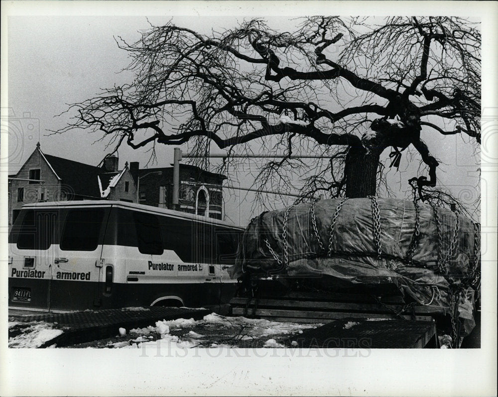 1981 Press Photo Old Elm Tree Art Institute Detroit - Historic Images
