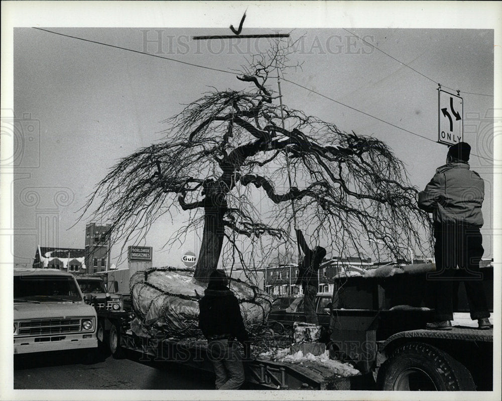 1981 Press Photo Detroit Institute Landscape Art Tree - Historic Images