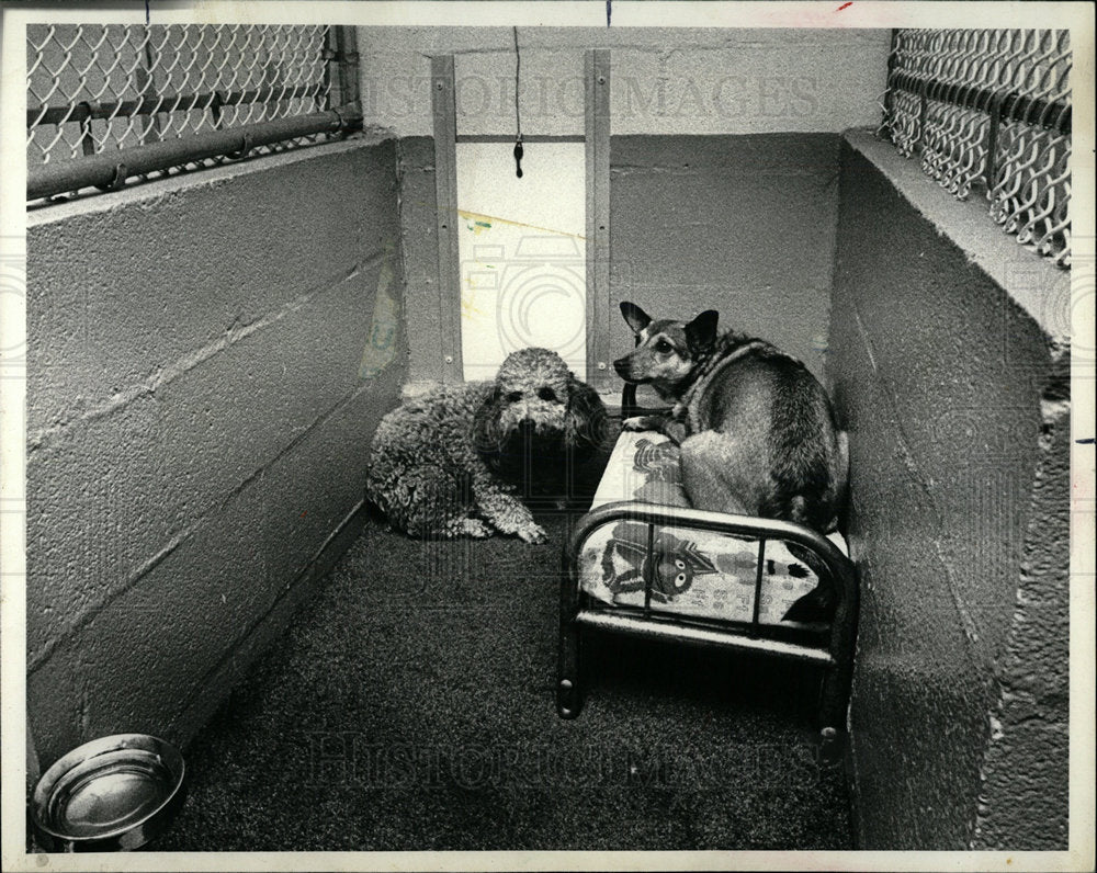 1978 Press Photo American Pet Motels Illinois  - Historic Images