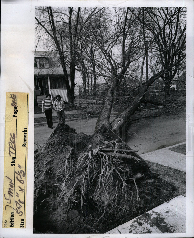 1974 Press Photo Chit desk Falling Tree - Historic Images