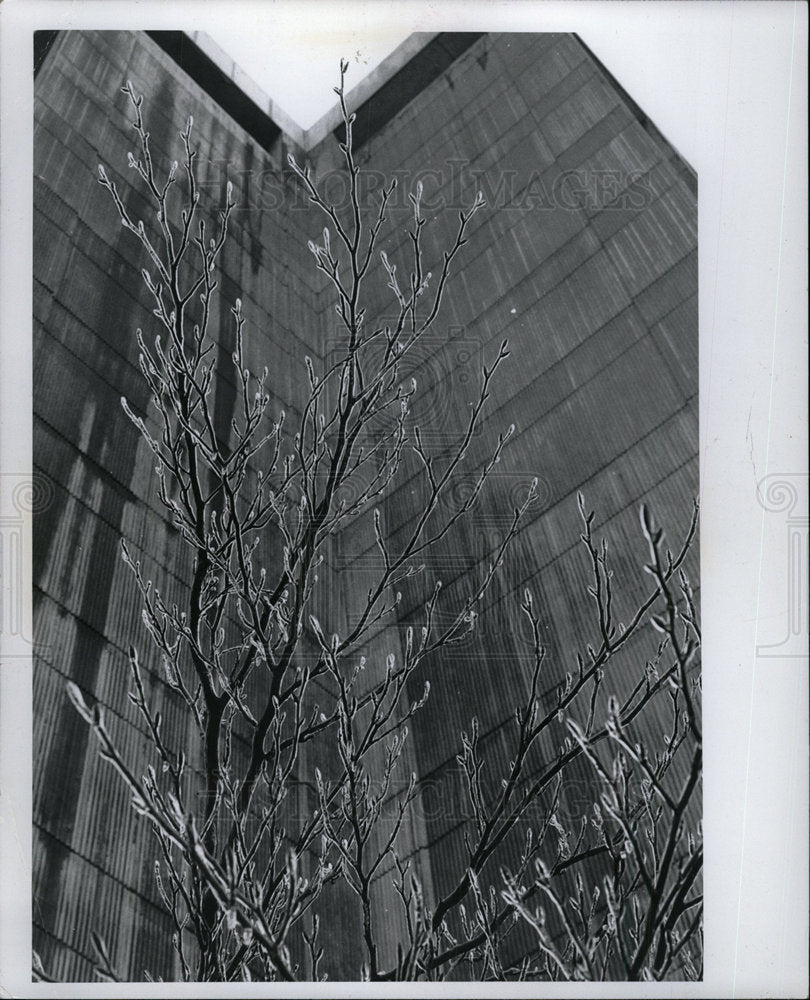 1977 Press Photo Trees Ice Storm Detroit Michigan - Historic Images
