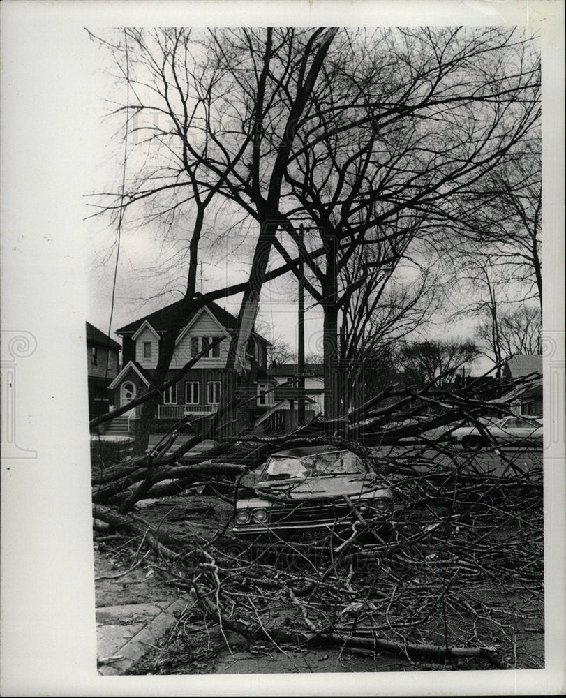 1959 Press Photo Storm Tree Cause Extensive Damage Car  - Historic Images