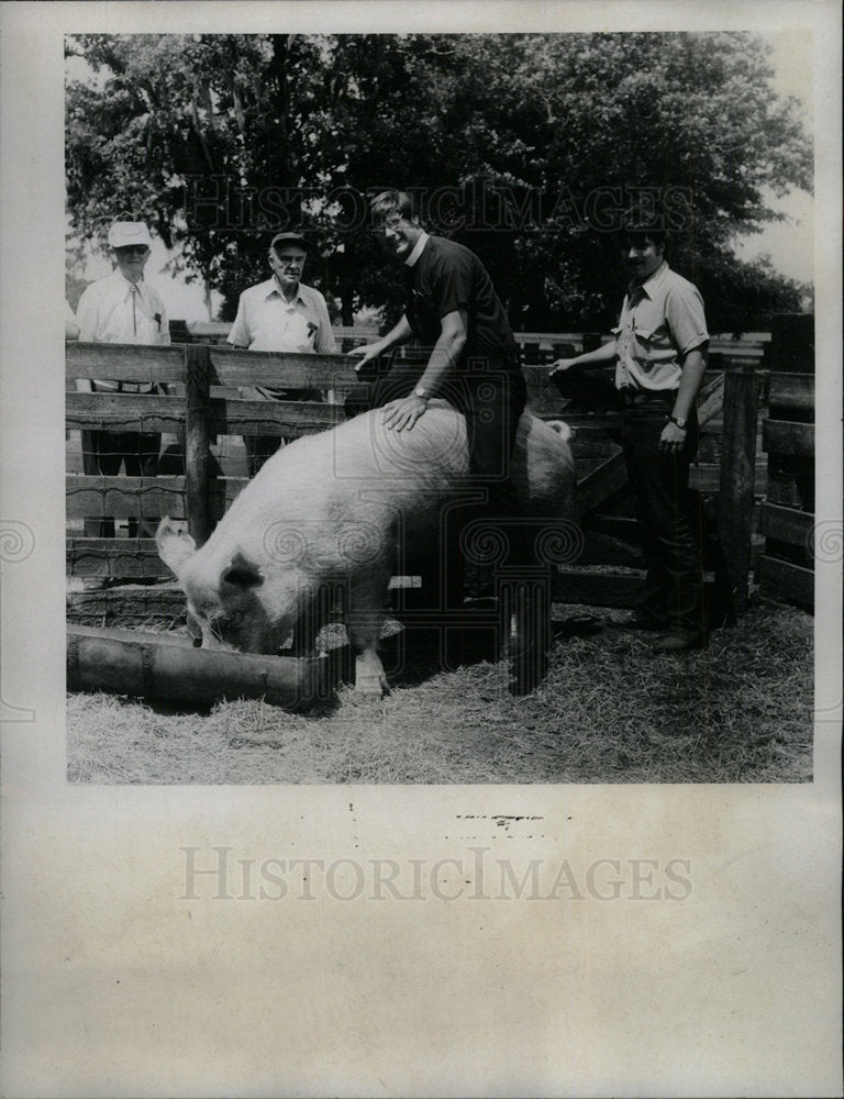 1977 Press Photo Father Reamy Astride Pig  - Historic Images