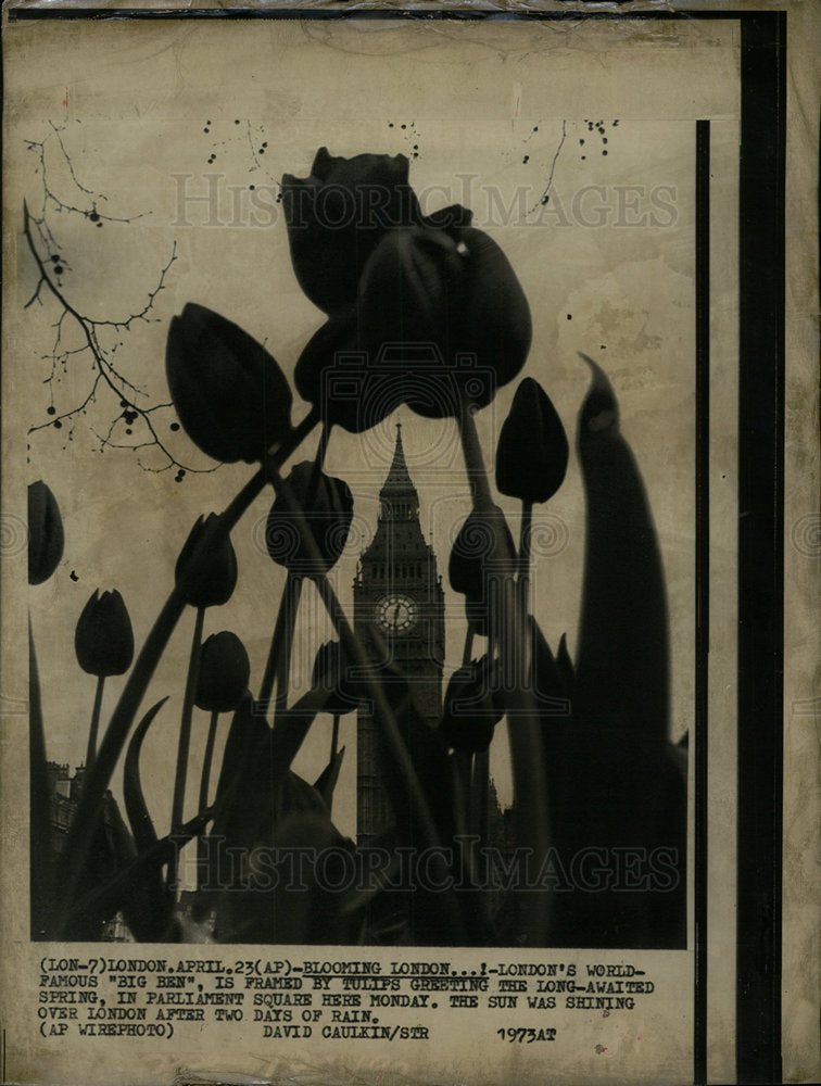 1973 Press Photo Tulips Frame Big Ben - Historic Images