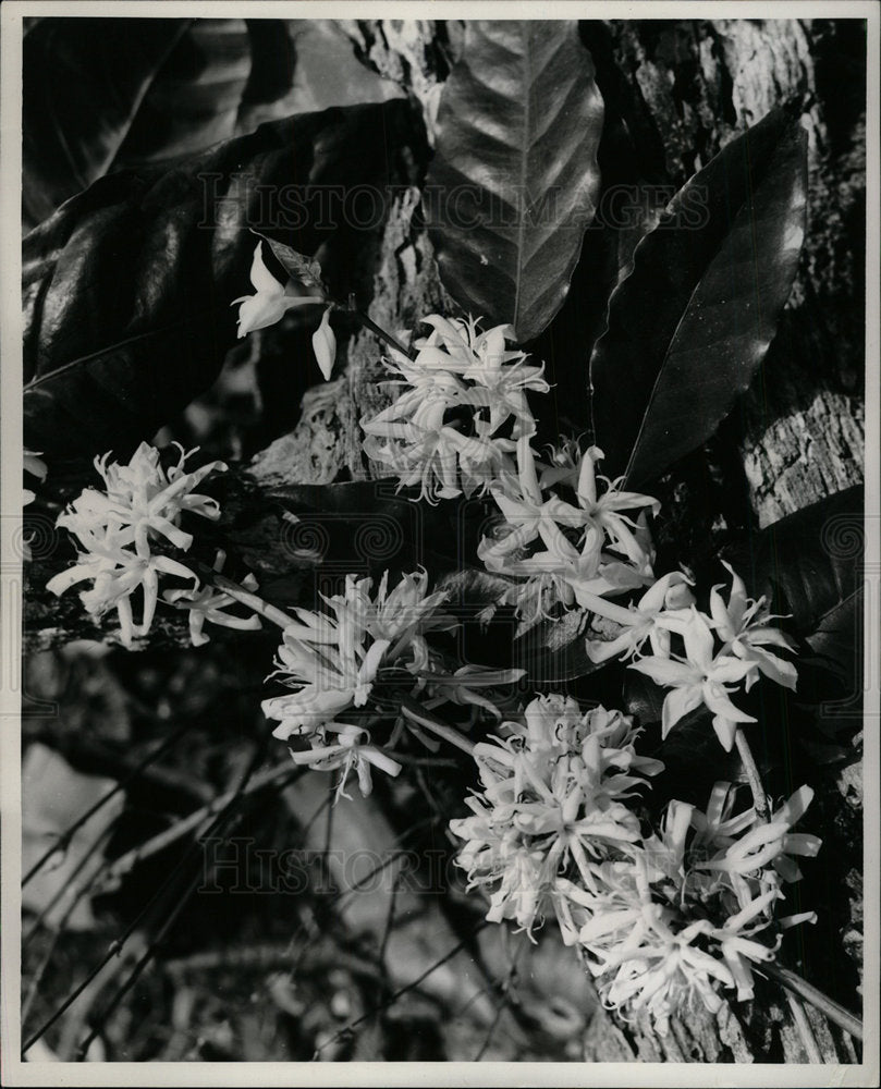 1965 Press Photo Plant Coffee Tree Flower Blossoms - Historic Images