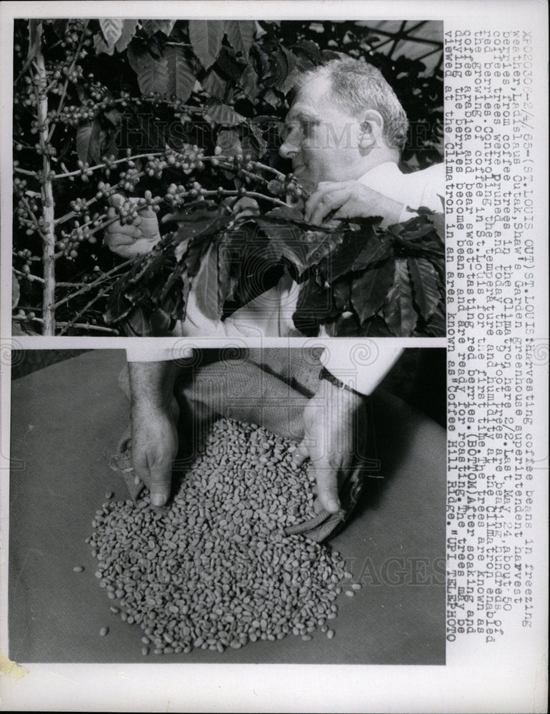 1965 Press Photo Coffee Beans Ladislaus Cutak Shaw's - Historic Images