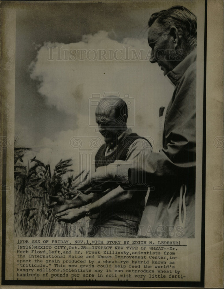 Triticale Wheat Inspection - Historic Images