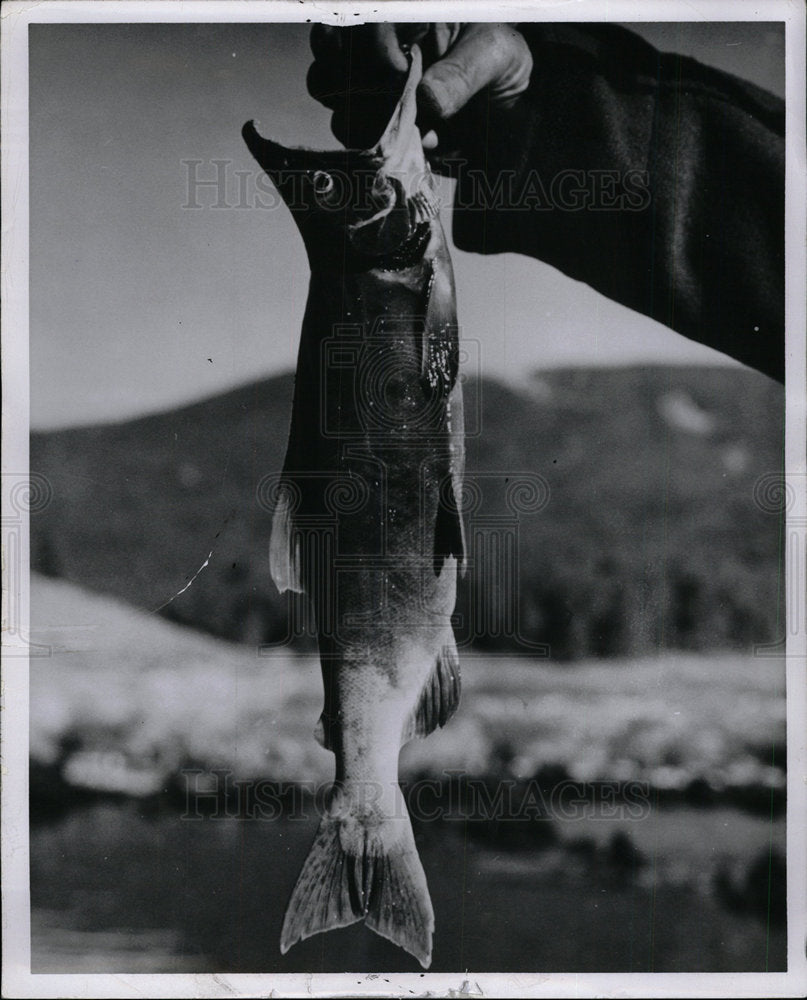 1964 Press Photo Kokanee Salmon - Historic Images