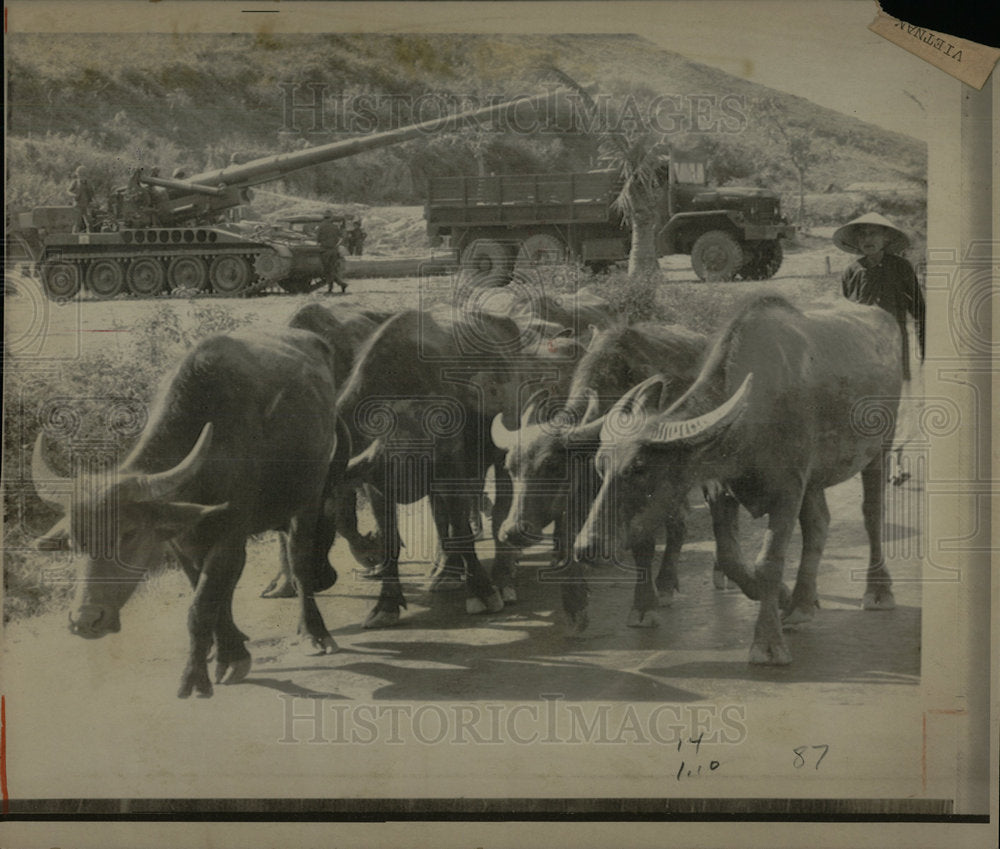 1972 Press Photo Farmer Water Buffalo Vietnamese  - Historic Images