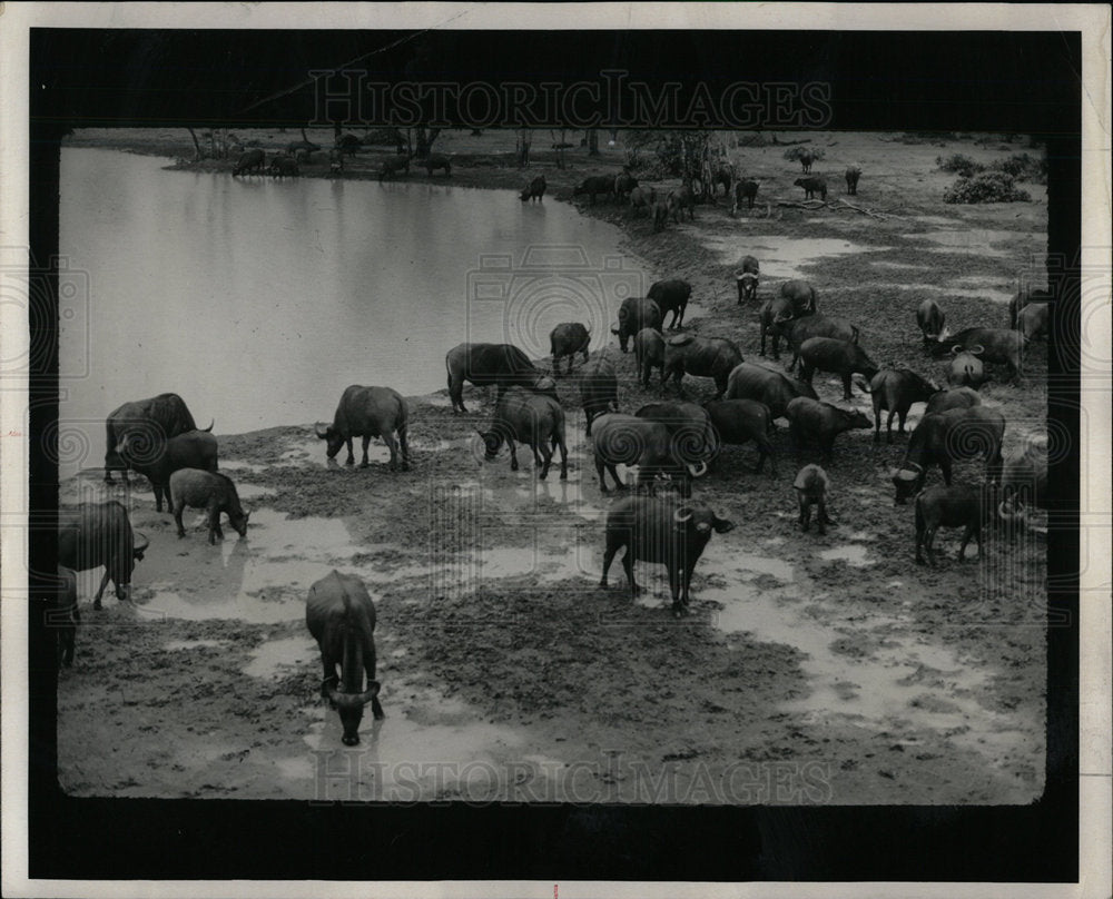 1972 Press Photo Cape Buffalo Gathered Water Kenya - Historic Images
