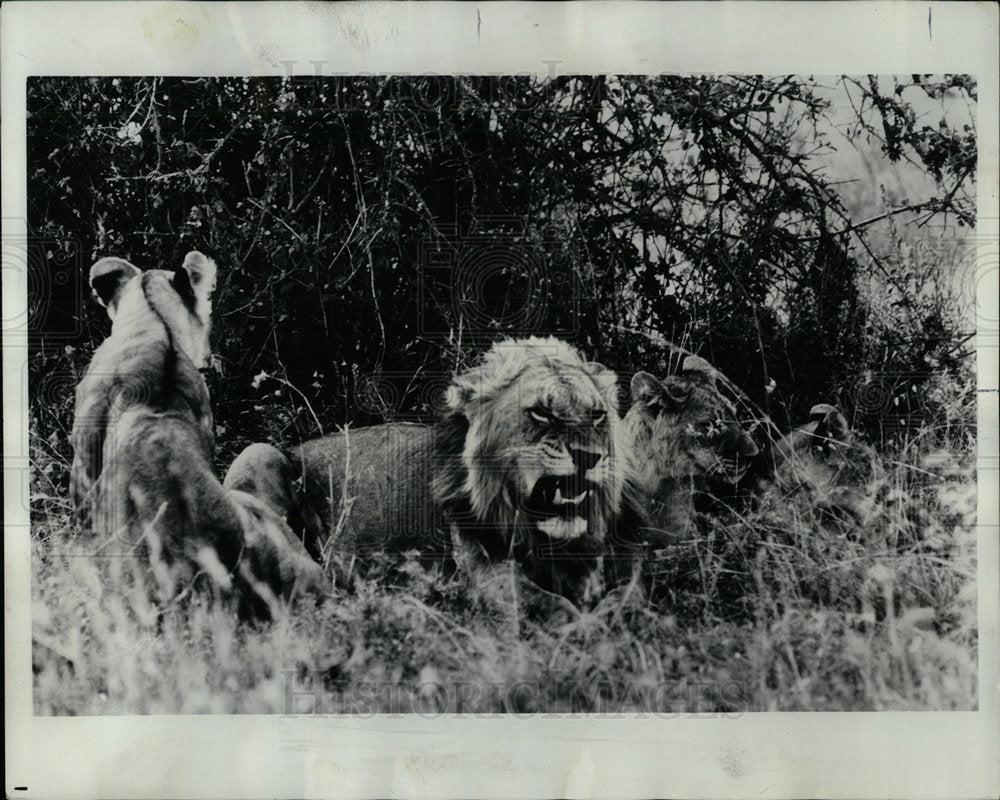 1968 Press Photo Lions Nairobi National Park Kenya  - Historic Images