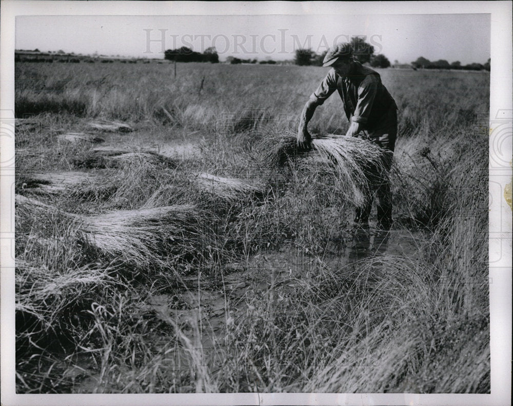 1954 Laborer Bringing In Sheaves England - Historic Images