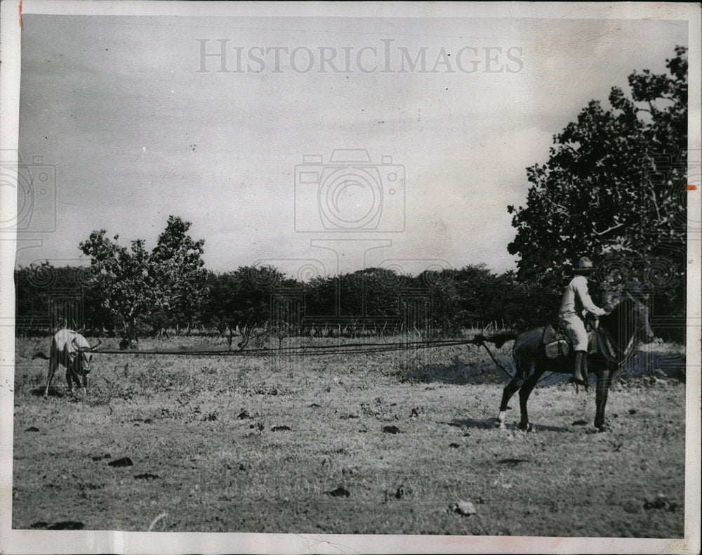 1964 Press Photo Venezuelan Roping Cattle Method - Historic Images