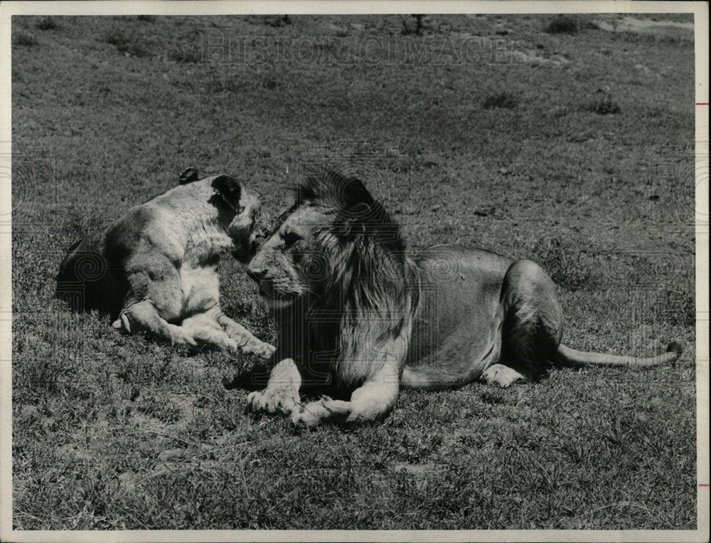 1965 Press Photo Animals Lions Kenya National Park - Historic Images