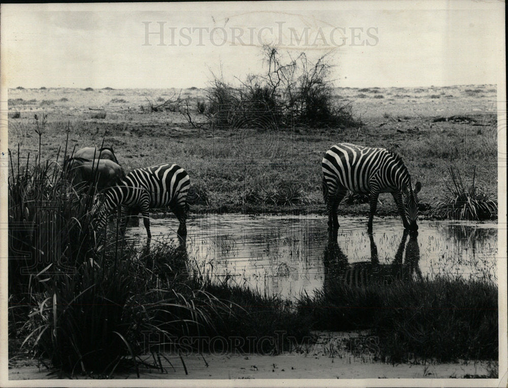 1965 Press Photo Zebras Water Amboseli Game Reserve - Historic Images