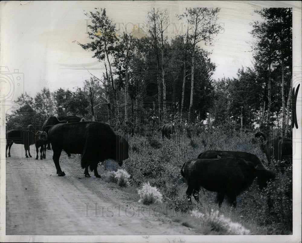 1962 Press Photo Elk Island National Park Alberta  - Historic Images