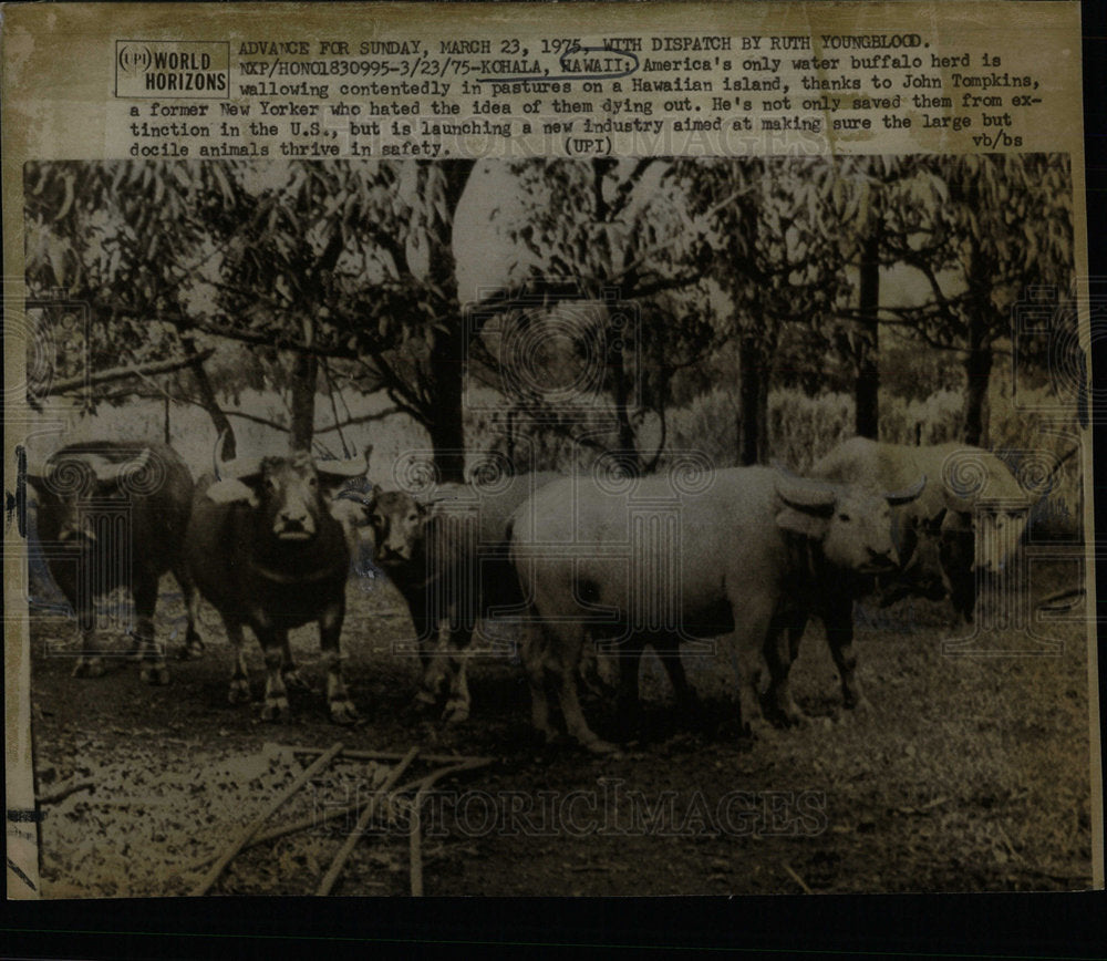 1975 Press Photo Hawaii America Water Buffalo Herd Wall - Historic Images