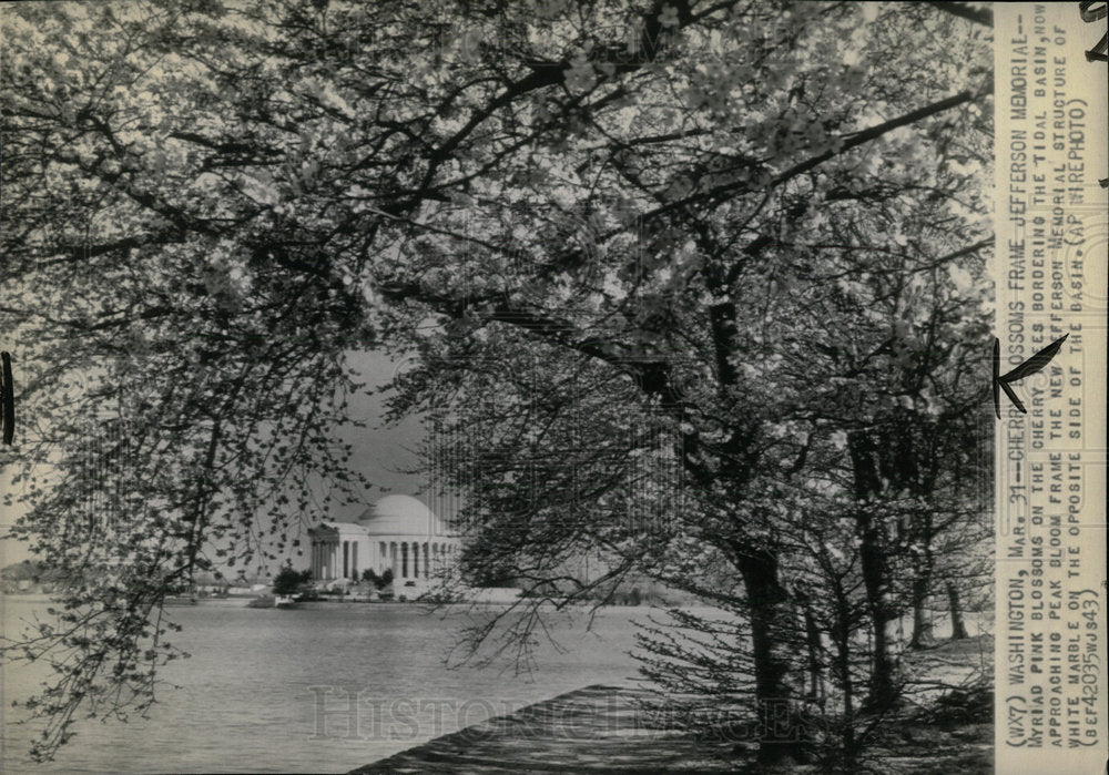 1943 Press Photo Jefferson Memorial Cherry Tree Blossom - Historic Images