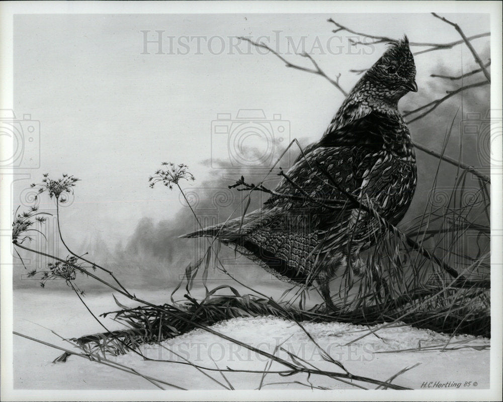 1986 Press Photo Ruffed Grouse - Historic Images