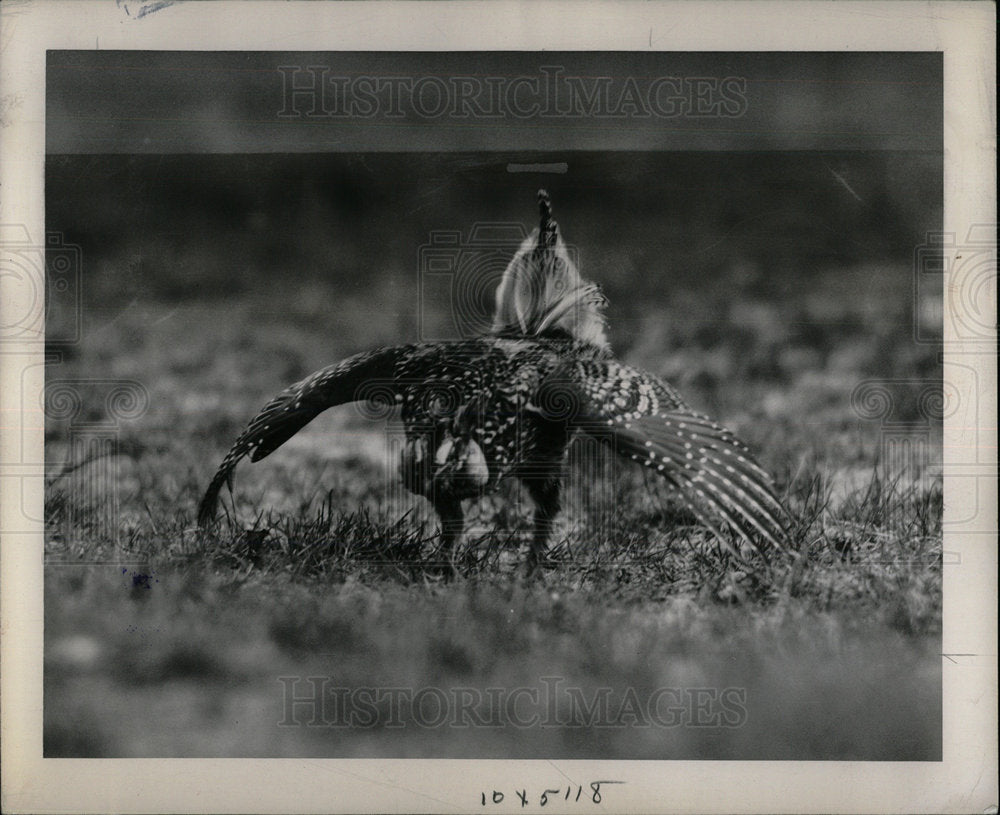 1947 Sharptailed Bird Grouse - Historic Images