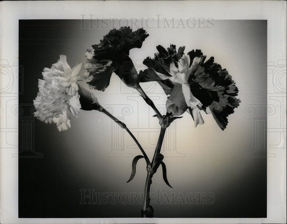 1964 Press Photo Carnation Flowers - Historic Images