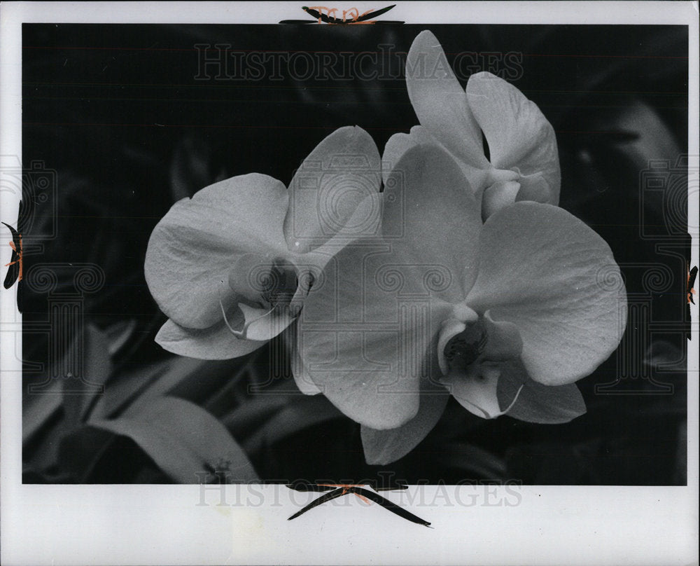 1975 Press Photo Press Photo an Orchid Flower. - Historic Images