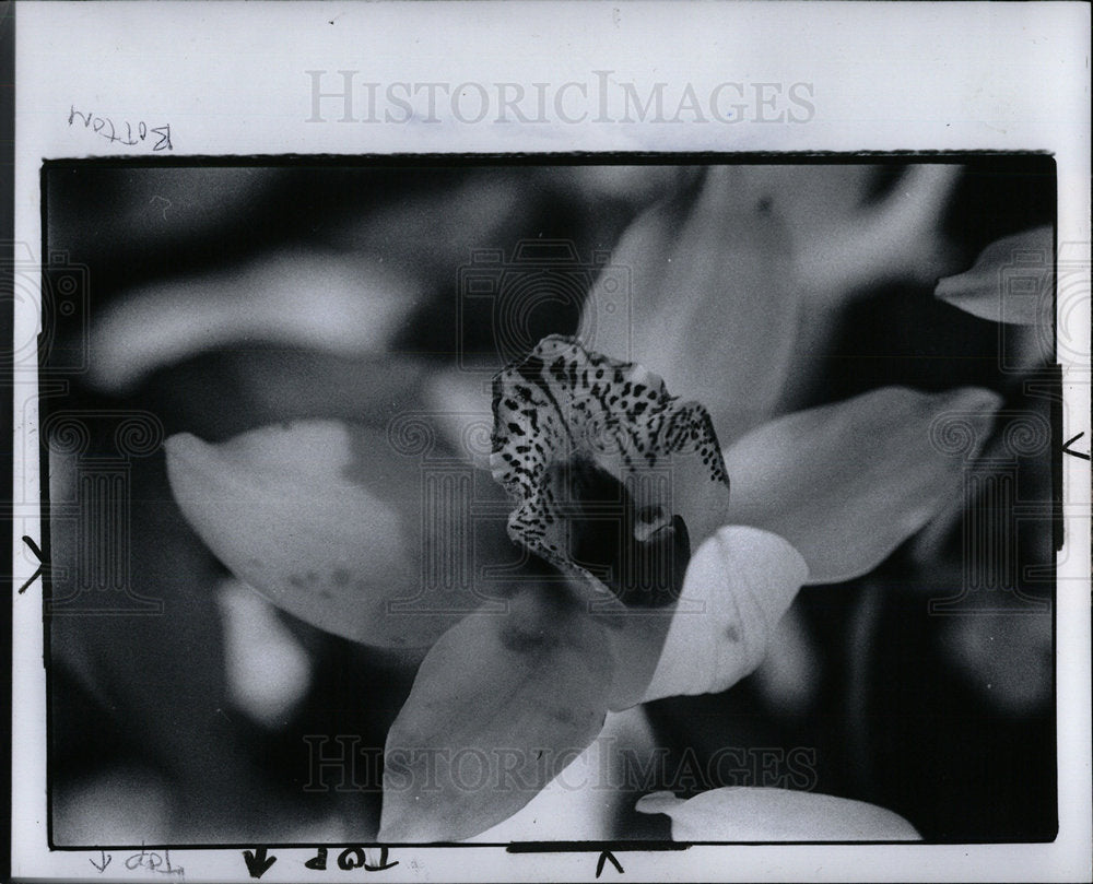 1979 Press Photo Cymbidium Species Orchid Flower - Historic Images