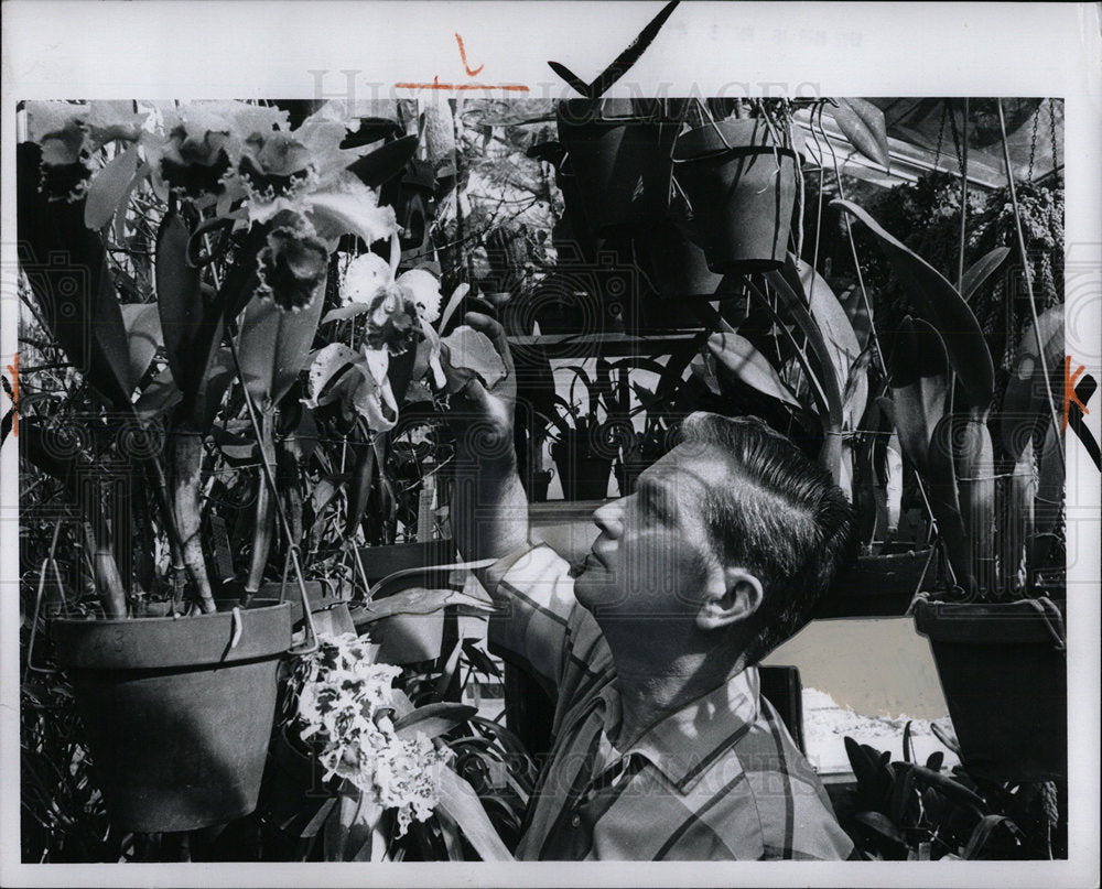 1972 Press Photo Dr. Robert Heans Orchids - Historic Images