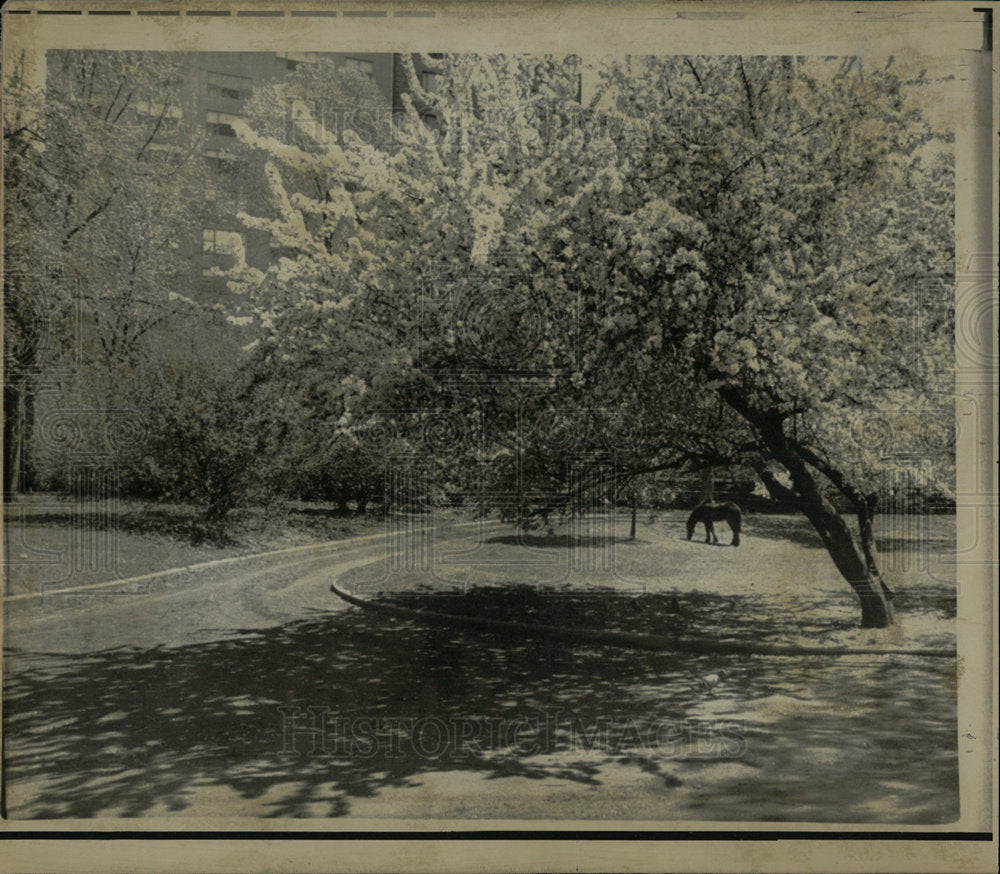 1974 Press Photo New York Central Park Cherry Tree Pony - Historic Images