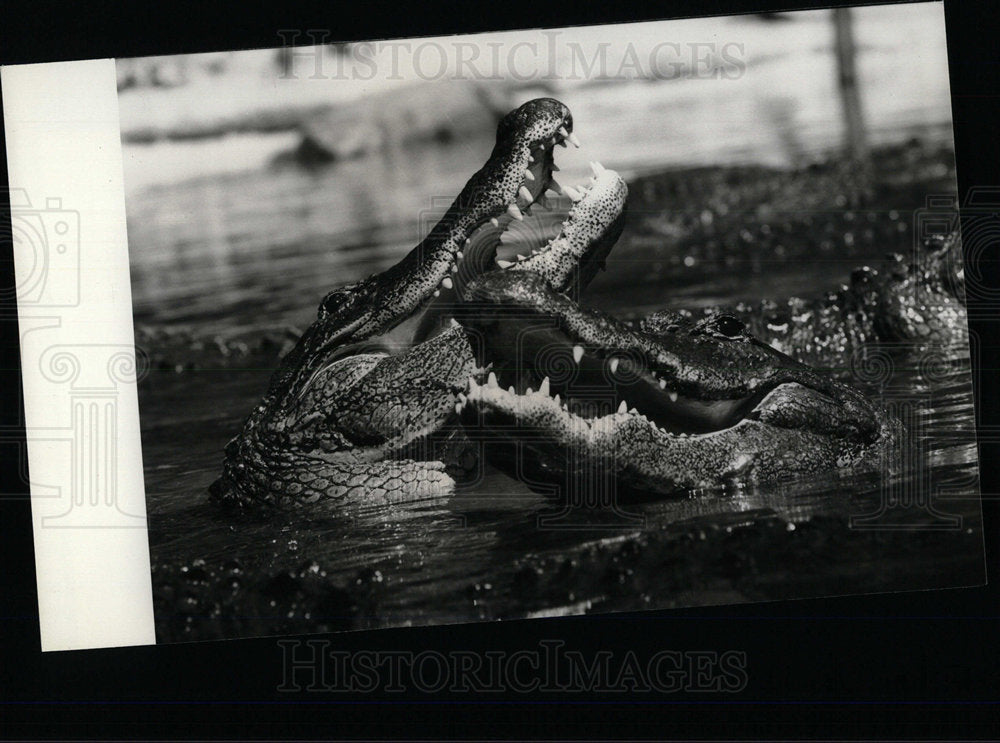 1981 Press Photo Ross Allen Herpetologist Writer Mich - Historic Images